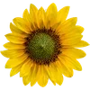 🌻 Эмодзи «Милые Цветочки» для Telegram