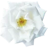 🌼 Эмодзи «Милые Цветочки» для Telegram