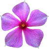 🌸 Эмодзи «Милые Цветочки» для Telegram
