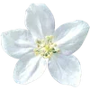 🌼 Эмодзи «Милые Цветочки» для Telegram