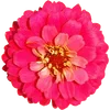 🌺 Эмодзи «Милые Цветочки» для Telegram