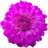 🌺 Эмодзи «Милые Цветочки» для Telegram