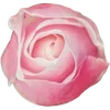 🌹 Эмодзи «Милые Цветочки» для Telegram