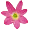 🌸 Эмодзи «Милые Цветочки» для Telegram