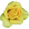 🌼 Эмодзи «Милые Цветочки» для Telegram
