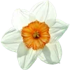 🌼 Эмодзи «Милые Цветочки» для Telegram