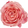 🌸 Эмодзи «Милые Цветочки» для Telegram