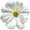 🌼 Эмодзи «Милые Цветочки» для Telegram