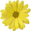 🌼 Эмодзи «Милые Цветочки» для Telegram