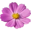 🌸 Эмодзи «Милые Цветочки» для Telegram
