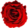 🌹 Эмодзи «Милые Цветочки» для Telegram