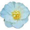 🌼 Эмодзи «Милые Цветочки» для Telegram