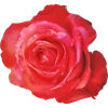 🌹 Эмодзи «Милые Цветочки» для Telegram