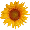 🌻 Эмодзи «Милые Цветочки» для Telegram