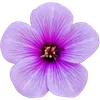 🌺 Эмодзи «Милые Цветочки» для Telegram