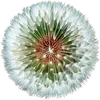 🌼 Эмодзи «Милые Цветочки» для Telegram