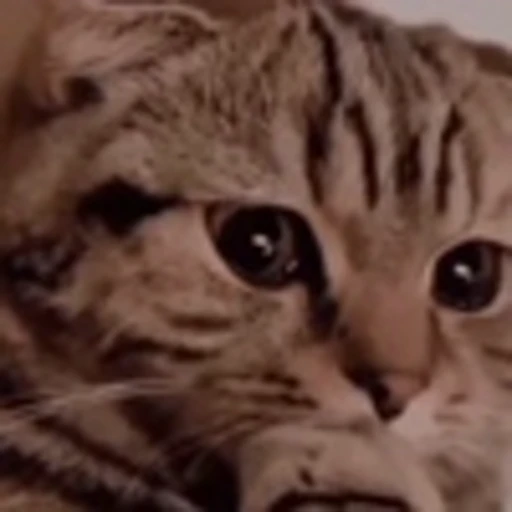 😞 Эмодзи «Cute Cats part 2Милые котики часть 2» для Telegram