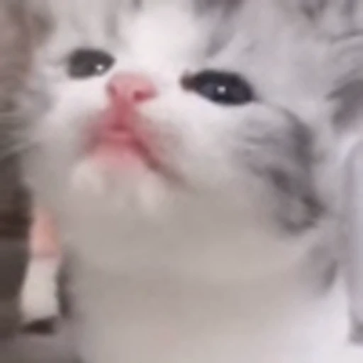 ☺️ Эмодзи «Cute Cats part 2Милые котики часть 2» для Telegram