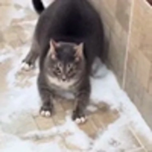 😏 Эмодзи «Cute Cats part 2Милые котики часть 2» для Telegram