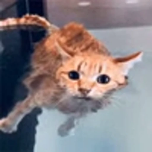 💦 Эмодзи «Cute Cats part 2Милые котики часть 2» для Telegram