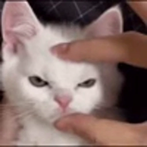 😤 Эмодзи «Cute Cats part 2Милые котики часть 2» для Telegram