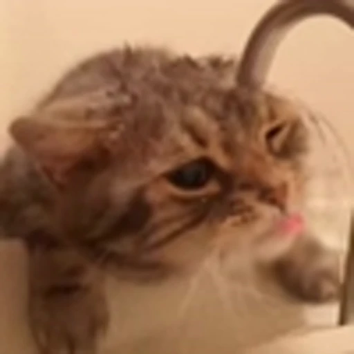 ☺️ Эмодзи «Cute Cats part 2Милые котики часть 2» для Telegram