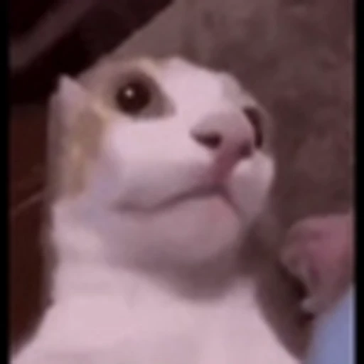 😯 Эмодзи «Cute Cats part 2Милые котики часть 2» для Telegram