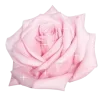 🤩 Эмодзи «ྀི˖ ࣪ ⟣ ༉ ℳℴ» для Telegram