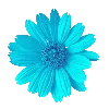 🌼 Эмодзи «𝘾𝙮𝙖𝙣 𝙚𝙢𝙤𝙟𝙞 ☞» для Telegram