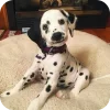 🐶 Эмодзи «Dalmatian» для Telegram