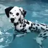 Эмодзи Dalmatian для Telegram — скачать