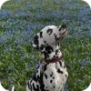 🐶 Эмодзи «Dalmatian» для Telegram