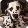 🐶 Эмодзи «Dalmatian» для Telegram