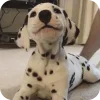 🐶 Эмодзи «Dalmatian» для Telegram