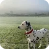 🐶 Эмодзи «Dalmatian» для Telegram