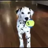 🥎 Эмодзи «Dalmatian» для Telegram