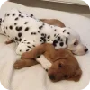 🐶 Эмодзи «Dalmatian» для Telegram