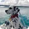 🐶 Эмодзи «Dalmatian» для Telegram