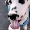 🍦 Эмодзи «Dalmatian» для Telegram