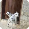 🐶 Эмодзи «Dalmatian» для Telegram
