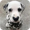 🐶 Эмодзи «Dalmatian» для Telegram