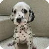 🐶 Эмодзи «Dalmatian» для Telegram