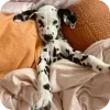 🐶 Эмодзи «Dalmatian» для Telegram