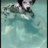 💧 Эмодзи «Dalmatian» для Telegram