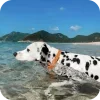 🐶 Эмодзи «Dalmatian» для Telegram