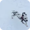 🐶 Эмодзи «Dalmatian» для Telegram