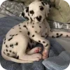 🐶 Эмодзи «Dalmatian» для Telegram