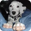 🐶 Эмодзи «Dalmatian» для Telegram