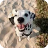 🐶 Эмодзи «Dalmatian» для Telegram
