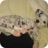 🐶 Эмодзи «Dalmatian» для Telegram